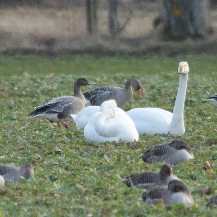 Pink-footed goose - touch-down! But seems like some of his friends thought the landing was a bit clumsy and moved away...